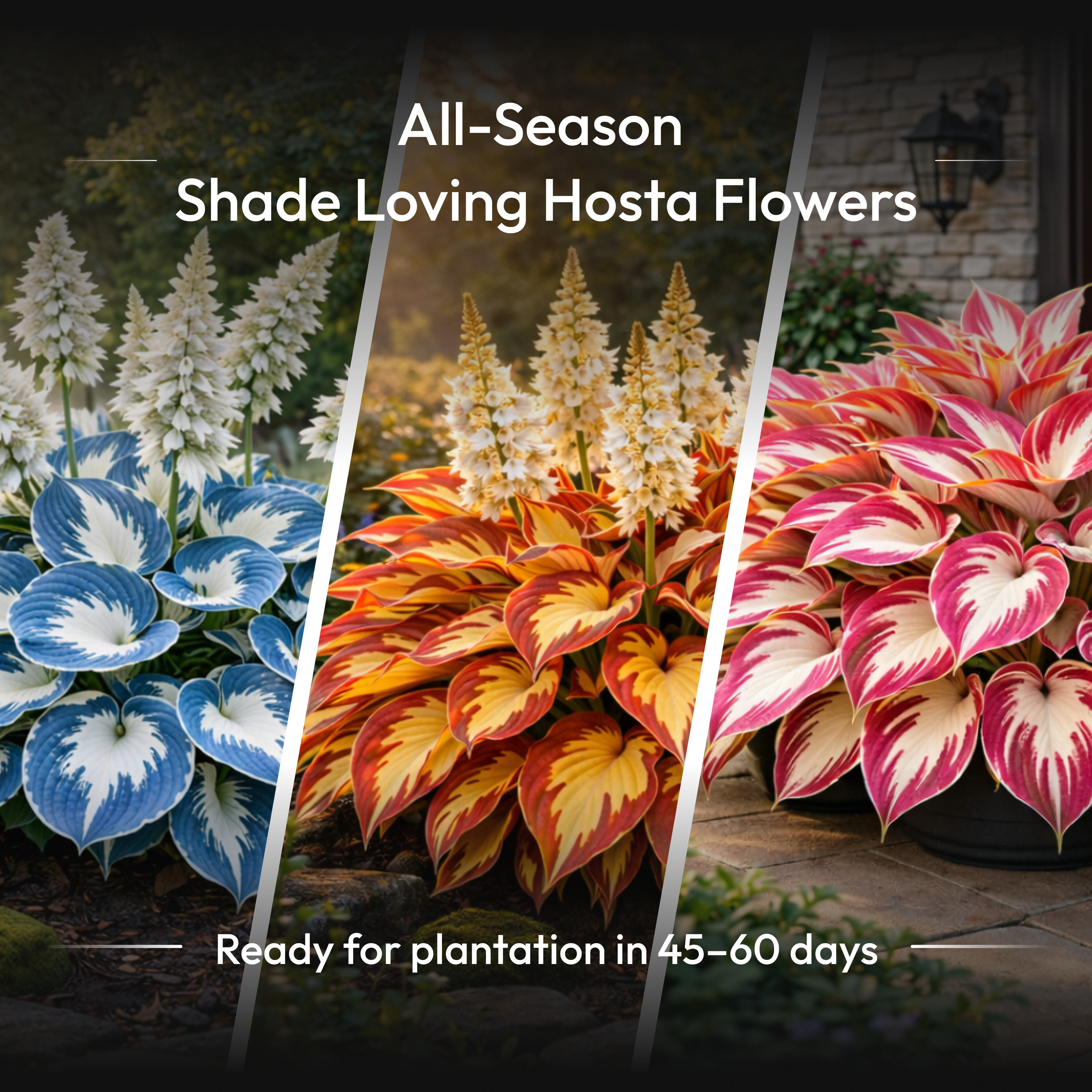 All-Season Shade Loving Hosta Flowers